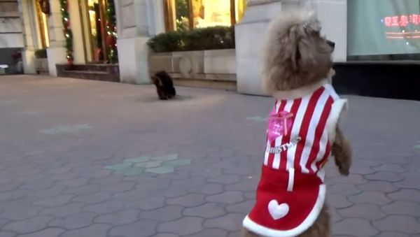 China: Meet Barbie, the dog that likes to walk like a human - Sputnik International