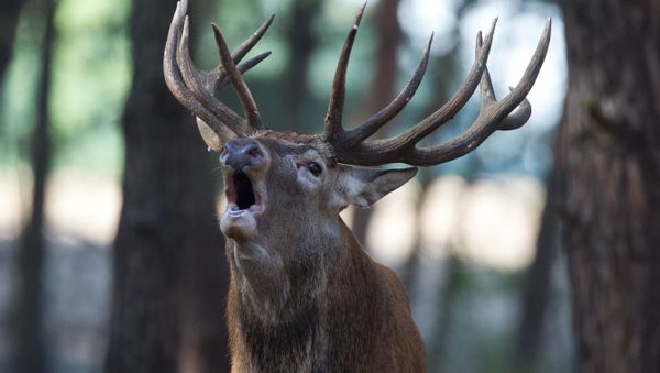 Red deer - Sputnik International