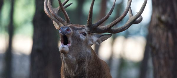 Red deer - Sputnik International
