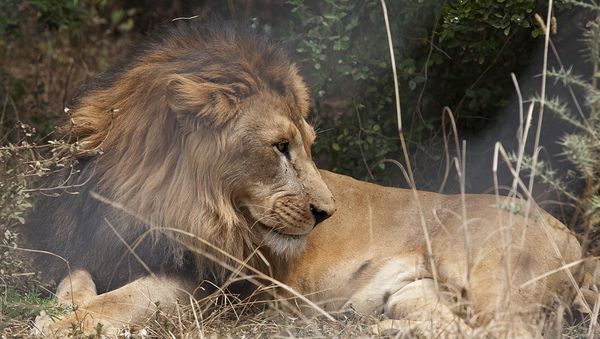 An Abyssinian lion - Sputnik International