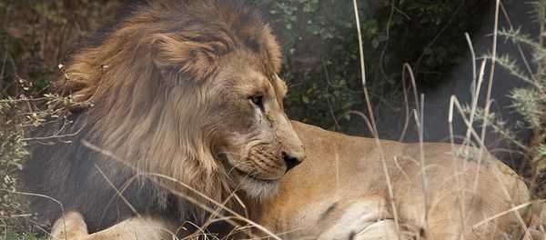 An Abyssinian lion An Abyssinian lion - Sputnik International