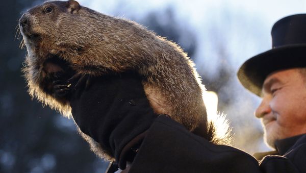 Groundhog Club co-handler John Griffiths holds Punxsutawney Phil during the annual celebration of Groundhog Day on Gobbler's Knob in Punxsutawney, Pa., Tuesday, Feb. 2, 2016 - Sputnik International