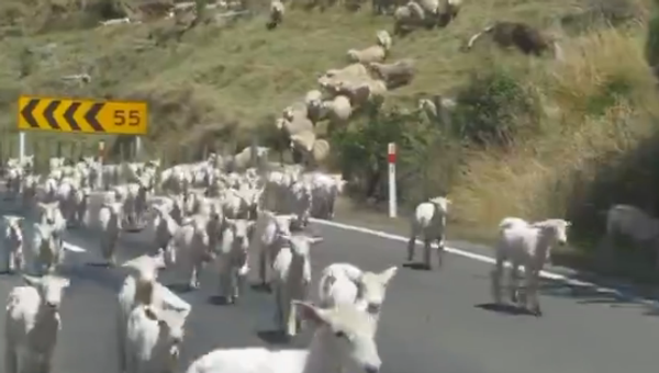 'This is wonderful, this is New Zealand' - LAMB-PEDE - Sputnik International