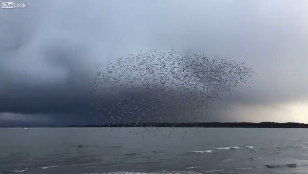 Beautiful Sandpiper Murmuration - Sputnik International