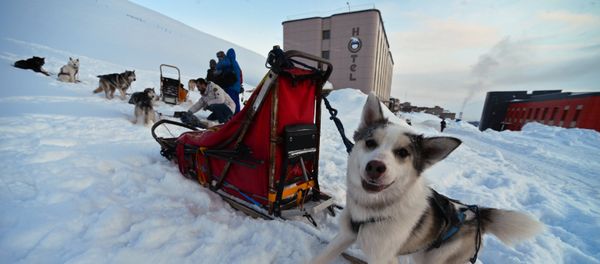 Husky sled dogs in the northernmost Russian village of Barentsburg on the Spitsbergen (Svalbard) archipelago Husky sled dogs in the northernmost Russian village of Barentsburg on the Spitsbergen (Svalbard) archipelago - Sputnik International