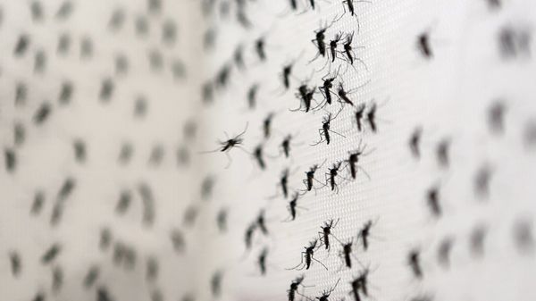 Zika virus mosquitoes - Sputnik International