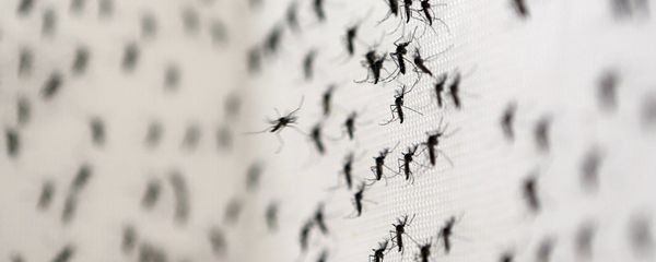 Zika virus mosquitoes - Sputnik International
