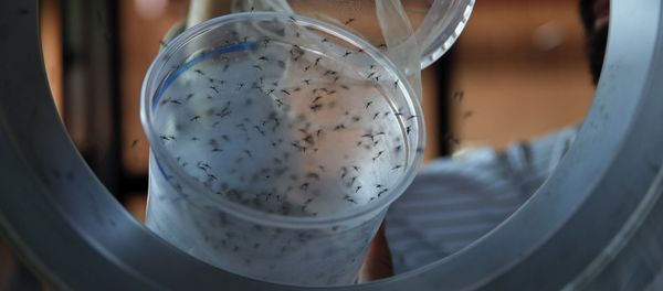 Guilherme Trivellato, from the British biotec company Oxitec, releases genetically modified Aedes aegypti mosquitoes, a vector for transmitting the Zika virus, in Piracicaba, Brazil, as part of an effort to kill the local Aedes population. (File) Guilherme Trivellato, from the British biotec company Oxitec, releases genetically modified Aedes aegypti mosquitoes, a vector for transmitting the Zika virus, in Piracicaba, Brazil, as part of an effort to kill the local Aedes population. (File) - Sputnik International