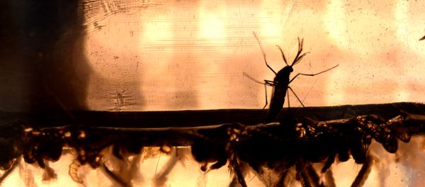 The Aedes Aegypti mosquito larvae are photographed at a laboratory of the Ministry of Health of El Salvador in San Salvador The Aedes Aegypti mosquito larvae are photographed at a laboratory of the Ministry of Health of El Salvador in San Salvador - Sputnik International