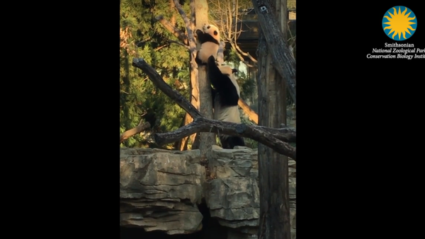 Bei Bei Climbs a Tree - Sputnik International