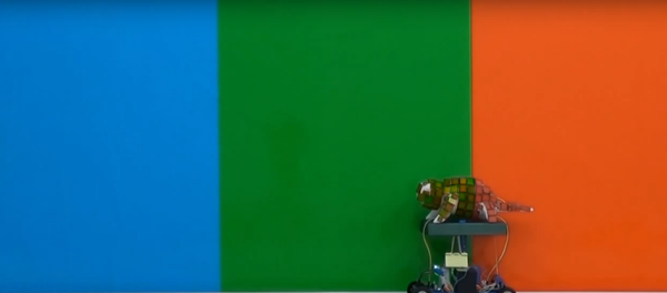 This robotic chameleon is capable of changing colors to match its environment. This robotic chameleon is capable of changing colors to match its environment. - Sputnik International