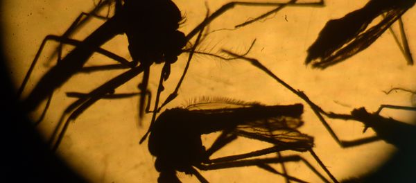 Aedes aegypti mosquitos are photographed in a laboratory at the University of El Salvador, in San Salvador - Sputnik International