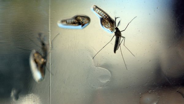The Aedes Aegypti mosquito is photographed in a lab at the Ministry of Health of El Salvador, in San Salvador - Sputnik International