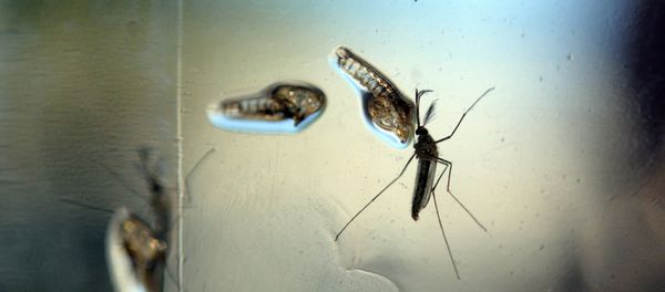 The Aedes Aegypti mosquito is photographed in a lab at the Ministry of Health of El Salvador, in San Salvador The Aedes Aegypti mosquito is photographed in a lab at the Ministry of Health of El Salvador, in San Salvador - Sputnik International