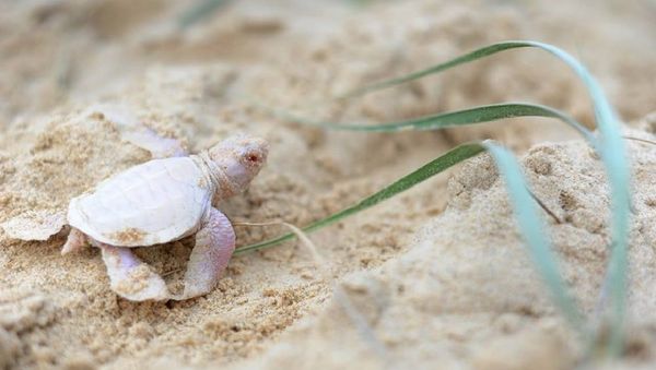 Baby albino turtle found on an Australian beach Baby albino turtle found on an Australian beach - Sputnik International