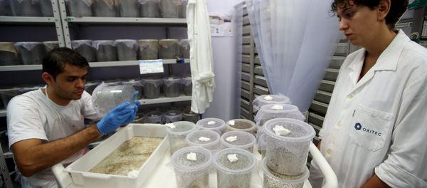 Technicians from Oxitec inspect genetically modified Aedes aegypti mosquitoes in Campinas, Brazil, February 2, 2016 Technicians from Oxitec inspect genetically modified Aedes aegypti mosquitoes in Campinas, Brazil, February 2, 2016 - Sputnik International