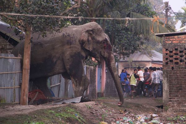 People run as they follow a wild elephant that strayed into the town of Siliguri in West Bengal state, India, Wednesday, Feb. 10, 2016. The elephant had wandered from the Baikunthapur forest on Wednesday, crossing roads and a small river before entering the town. The panicked elephant ran amok, trampling parked cars and motorbikes before it was tranquilized. People run as they follow a wild elephant that strayed into the town of Siliguri in West Bengal state, India, Wednesday, Feb. 10, 2016. The elephant had wandered from the Baikunthapur forest on Wednesday, crossing roads and a small river before entering the town. The panicked elephant ran amok, trampling parked cars and motorbikes before it was tranquilized. - Sputnik International