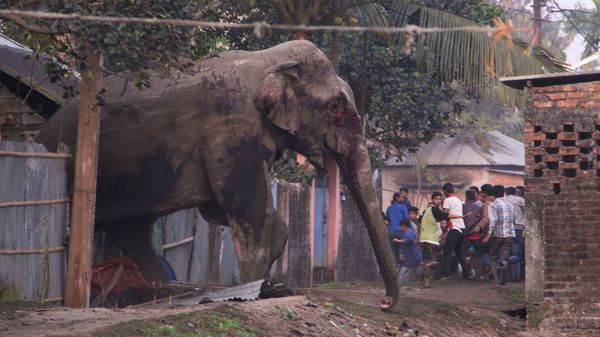 People run as they follow a wild elephant that strayed into the town of Siliguri in West Bengal state, India, Wednesday, Feb. 10, 2016. The elephant had wandered from the Baikunthapur forest on Wednesday, crossing roads and a small river before entering the town. The panicked elephant ran amok, trampling parked cars and motorbikes before it was tranquilized. - Sputnik International