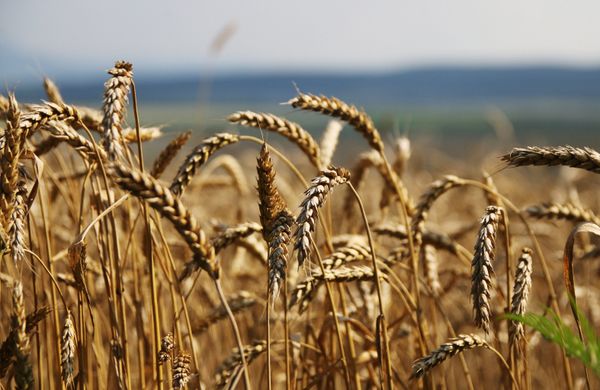 Grain harvesting in Simferopol District, Crimea - Sputnik International