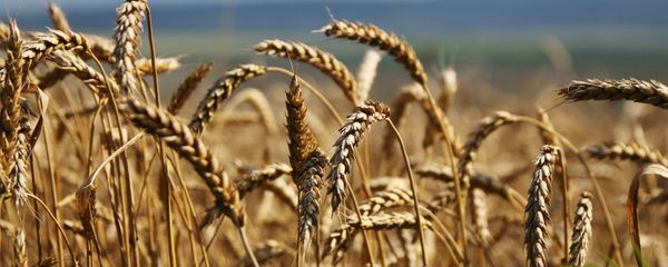 Grain harvesting in Russia's Crimea - Sputnik International