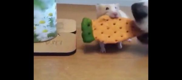 A dog steals a hamster's cookie - Sputnik International