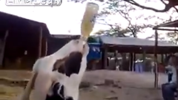 Goat drinking beer! - Sputnik International