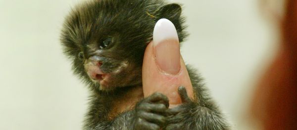 A ten-day old marmoset clutches the finger of zoo keeper Manuela Werner in the zoo in Wittenberg, eastern Germany, on Friday, April 23, 2004. - Sputnik International