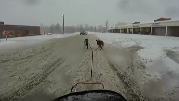 Border Collie dogsled at NB Tim Hortons drivethru - Sputnik International