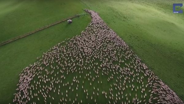 Mesmerising Mass Sheep Herding - Sputnik International