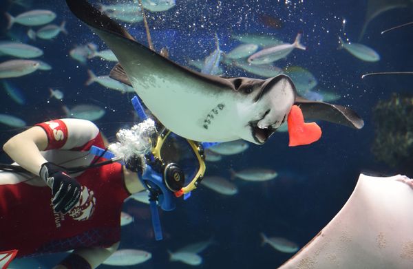 Feel the Vibrant Spirit of Valentine’s Day Embracing the World Feel the Vibrant Spirit of Valentine’s Day Embracing the World - Sputnik International
