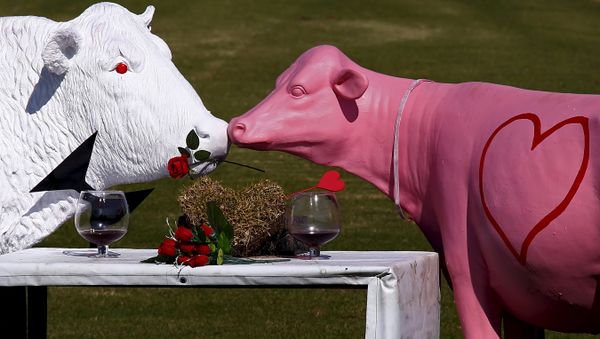 Sculptures in the shape of cows are displayed in a paddock ahead of Valentine's Day on the outskirts of the town of Nowra, south of Sydney, Australia, February 13, 2016 - Sputnik International