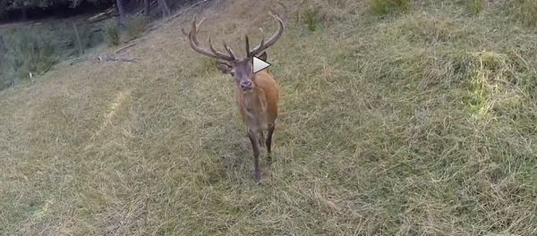 Stag not afraid of drone - Sputnik International