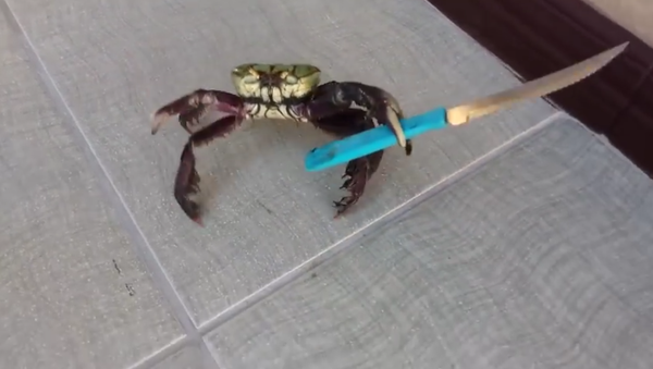 Hitler's angry tirade coupled paired with the crab armed with a knife is indeed a scary scene and the video predictably went viral on YouTube. - Sputnik International