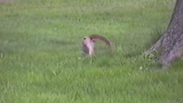 Squirrel Does a Handstand - Sputnik International