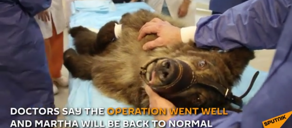 Unique Eye Surgery for Bear in Russian Hospital - Sputnik International