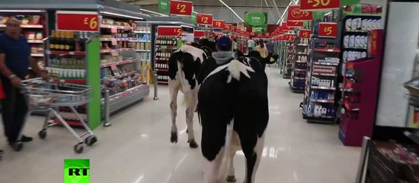 British farmers bring the cows to a supermarket in a show of protest against anti-Russian sanctions British farmers bring the cows to a supermarket in a show of protest against anti-Russian sanctions - Sputnik International