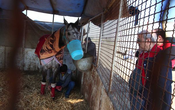 Horse Racing Season Off to a Start in Iran - Sputnik International