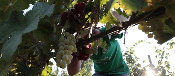 A farmer picks grapes for harvest in the Villa Germaine vineyards of Ariccia, on the outskirts of Rome - Sputnik International
