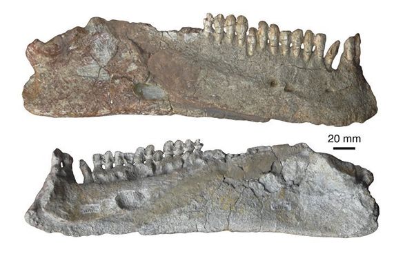 Pareiasaurs Pareiasaurs - Sputnik International