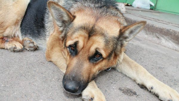 Dog Yan - Sputnik International