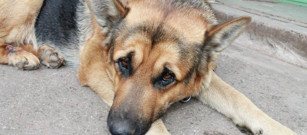 Dog Yan - Sputnik International