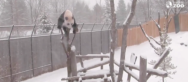 Toronto Zoo Giant Panda Climbing in the Snow! Toronto Zoo Giant Panda Climbing in the Snow! - Sputnik International
