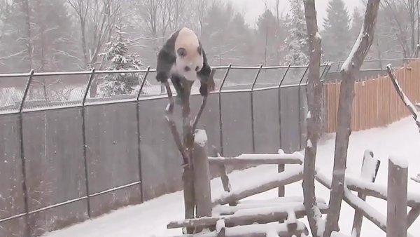 Toronto Zoo Giant Panda Climbing in the Snow! - Sputnik International
