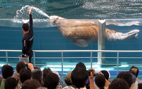 A sea lion performs during a show in the Kish Island resort in the Gulf - Sputnik International