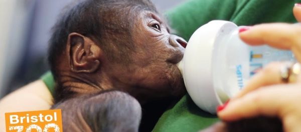 Baby gorilla born at Bristol Zoo Gardens after rare Cesarean section. Baby gorilla born at Bristol Zoo Gardens after rare Cesarean section. - Sputnik International