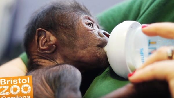 Baby gorilla born at Bristol Zoo Gardens after rare Cesarean section. Baby gorilla born at Bristol Zoo Gardens after rare Cesarean section. - Sputnik International