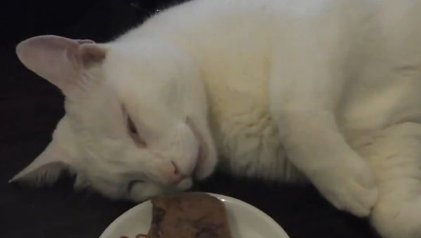 Deaf Wakes up to Food in Front of His Face - Sputnik International