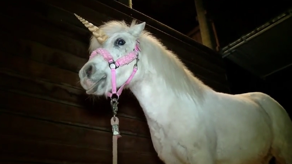 YOUTUBE screenshot- Runaway unicorn captured in California - Sputnik International