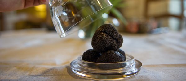 A picture taken on December 11, 2015 shows a close up of black truffles (Tuber Melanosporum) in Chinon A picture taken on December 11, 2015 shows a close up of black truffles (Tuber Melanosporum) in Chinon - Sputnik International