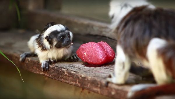 Baby monkeys enjoying an ice-block - Sputnik International
